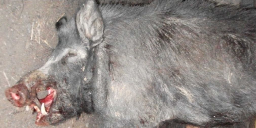 Name:  Bach Boar 1 Sml.jpg
Views: 540
Size:  74.3 KB