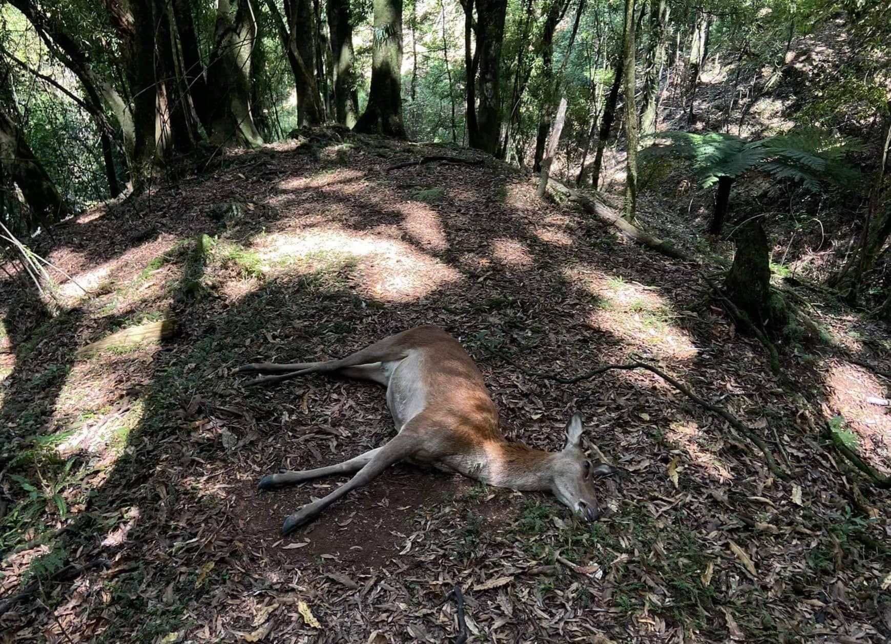 Name:  deer.jpeg
Views: 550
Size:  408.4 KB