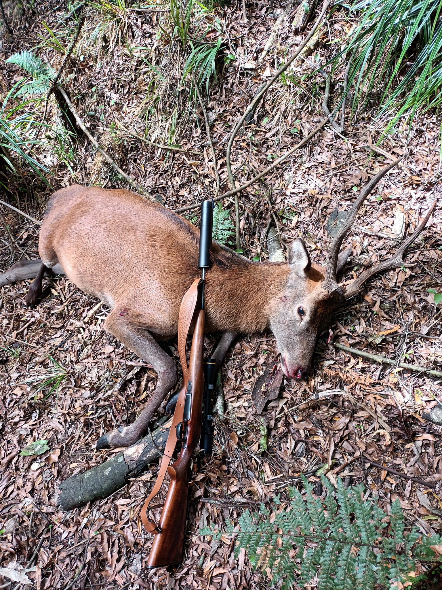 Name:  Stag.jpg
Views: 735
Size:  1.09 MB