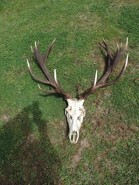 Name:  Louie from front.jpg
Views: 407
Size:  200.7 KB