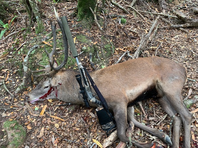 Name:  stag.jpg
Views: 455
Size:  209.5 KB