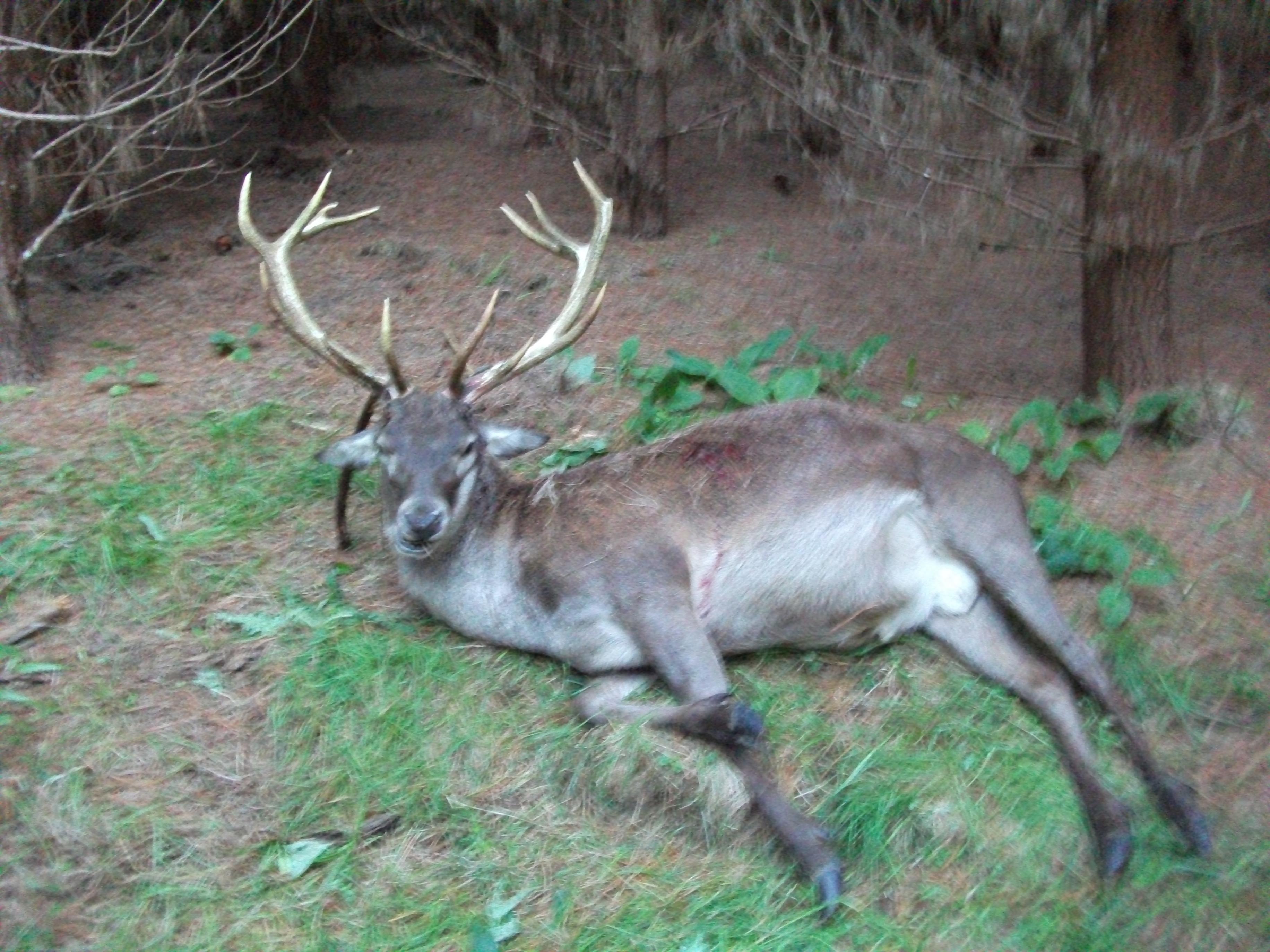 Name:  ray's big stag 002.jpg
Views: 642
Size:  914.0 KB