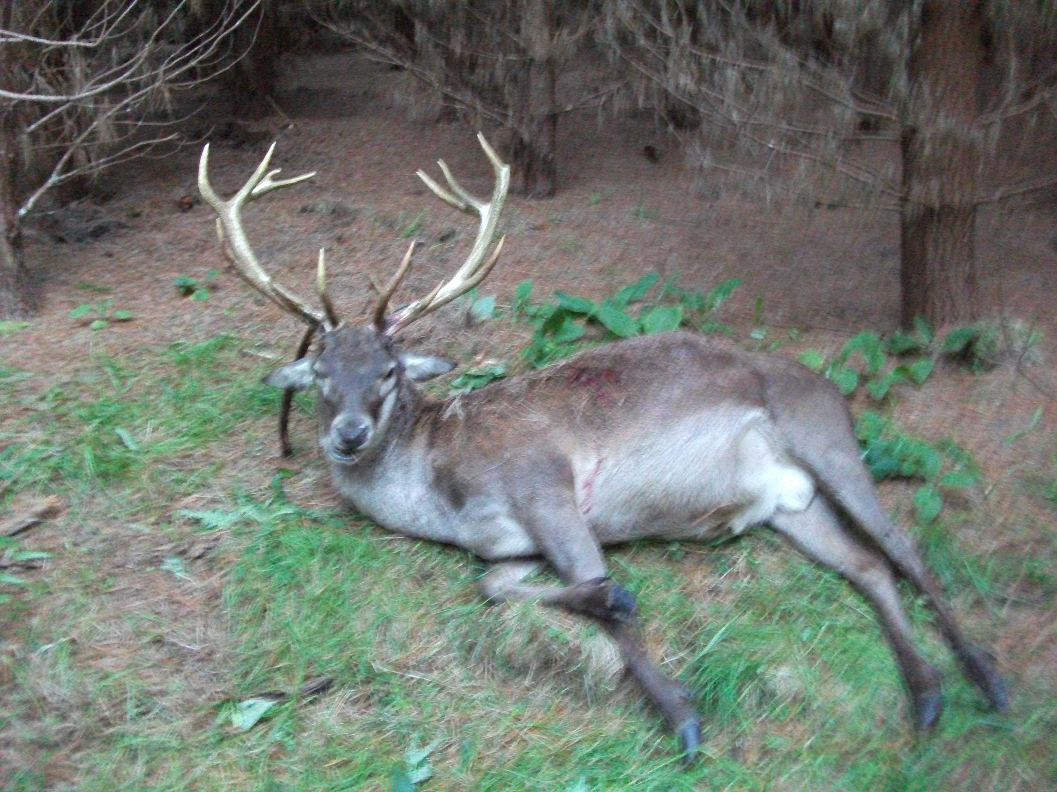 Name:  ray's big stag 002.jpg
Views: 619
Size:  914.0 KB