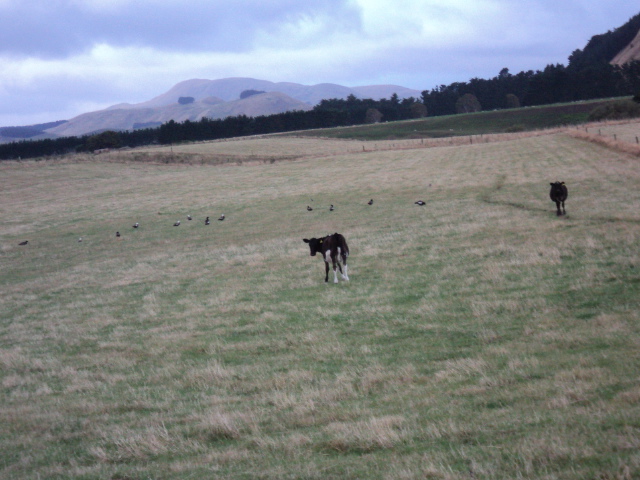 Name:  picture 3085.jpg
Views: 200
Size:  163.1 KB