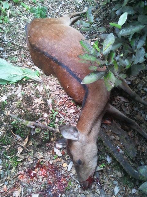 Name:  sika.jpg
Views: 648
Size:  73.5 KB