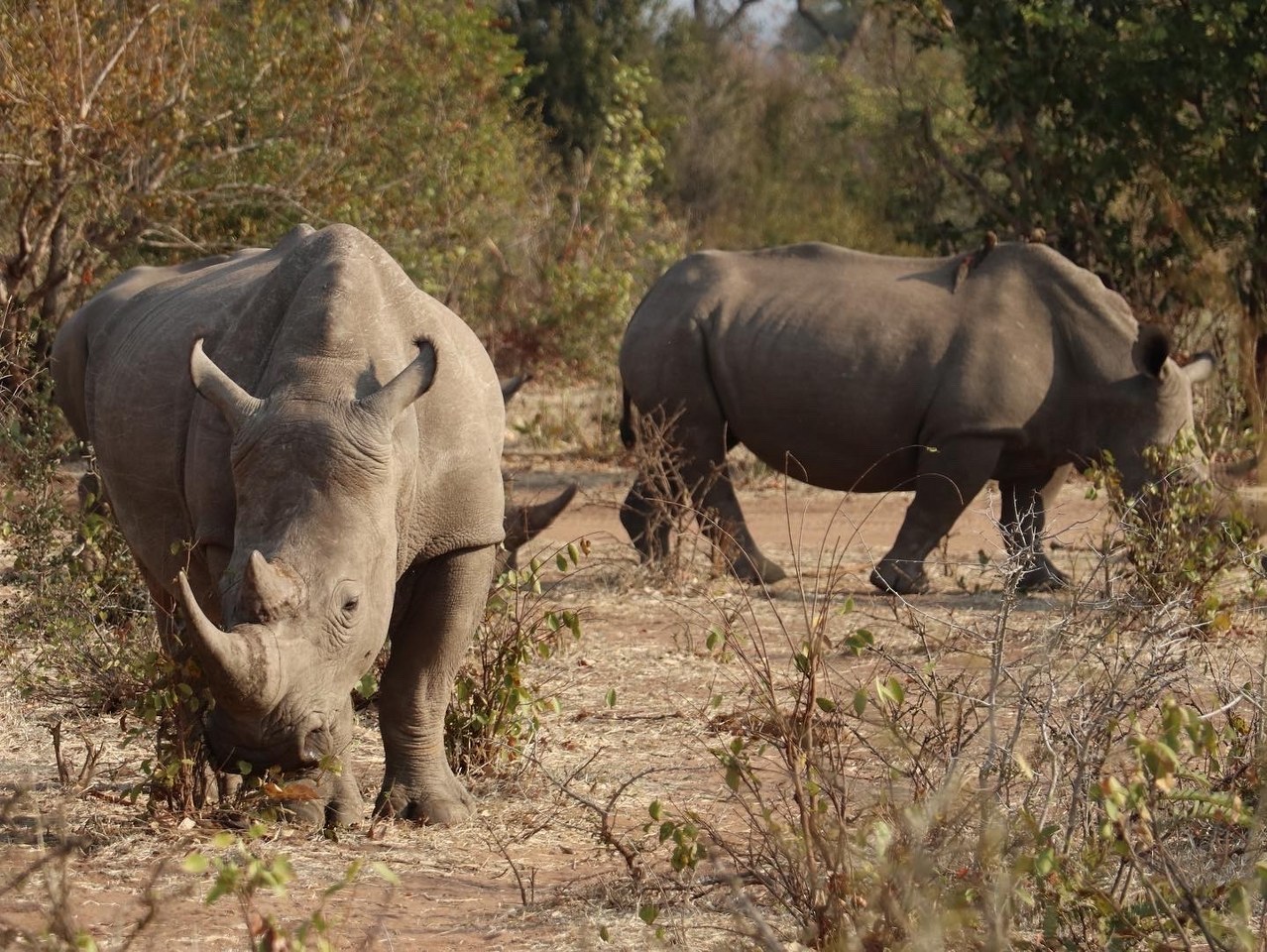 Name:  rhino_1278x960.jpg
Views: 639
Size:  372.4 KB