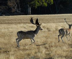 Name:  feb fallow.jpg
Views: 433
Size:  13.0 KB