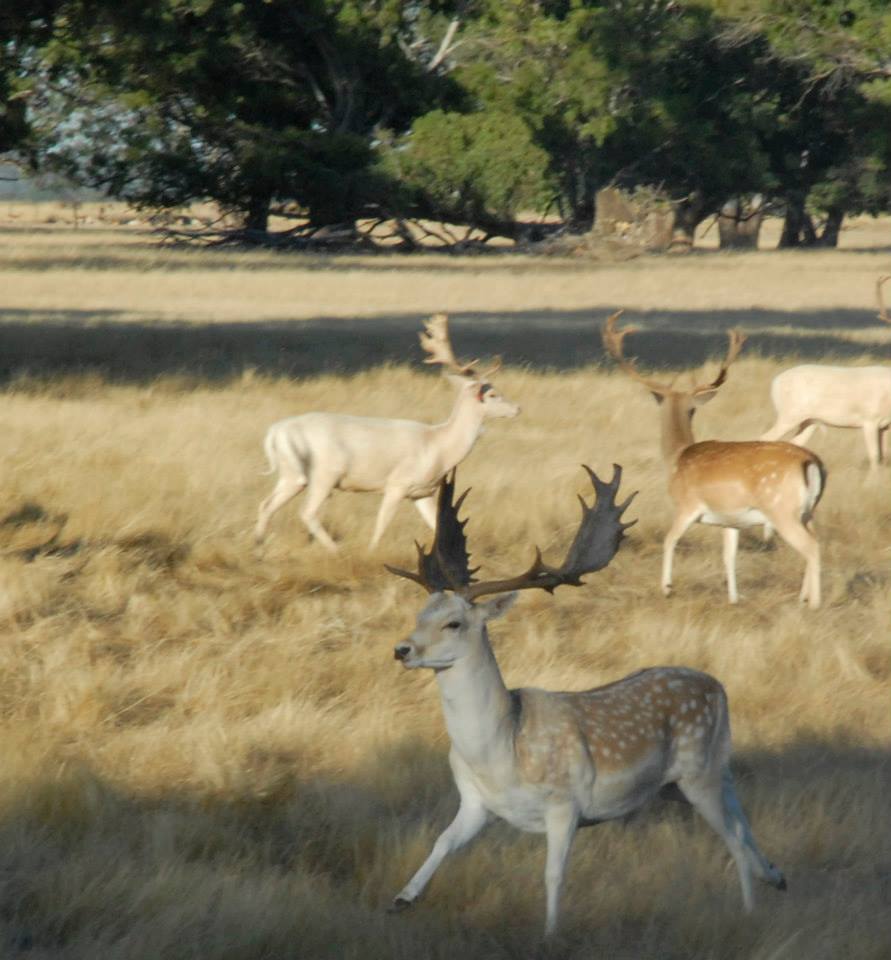 Name:  fallow feb.jpg
Views: 455
Size:  84.2 KB