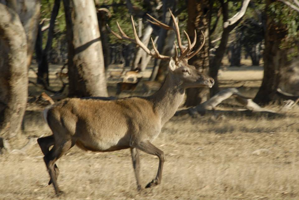 Name:  red stag.jpg
Views: 420
Size:  76.0 KB