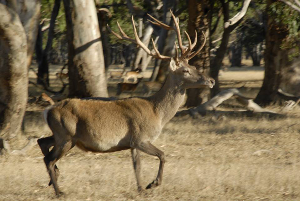 Name:  red stag.jpg
Views: 440
Size:  76.0 KB
