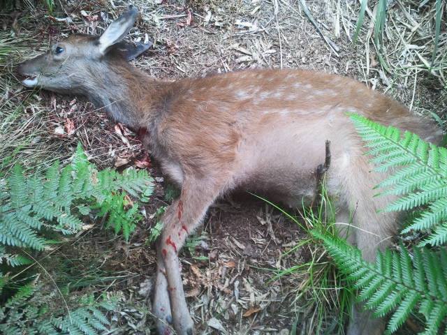 Name:  Yearling.jpg
Views: 478
Size:  78.3 KB