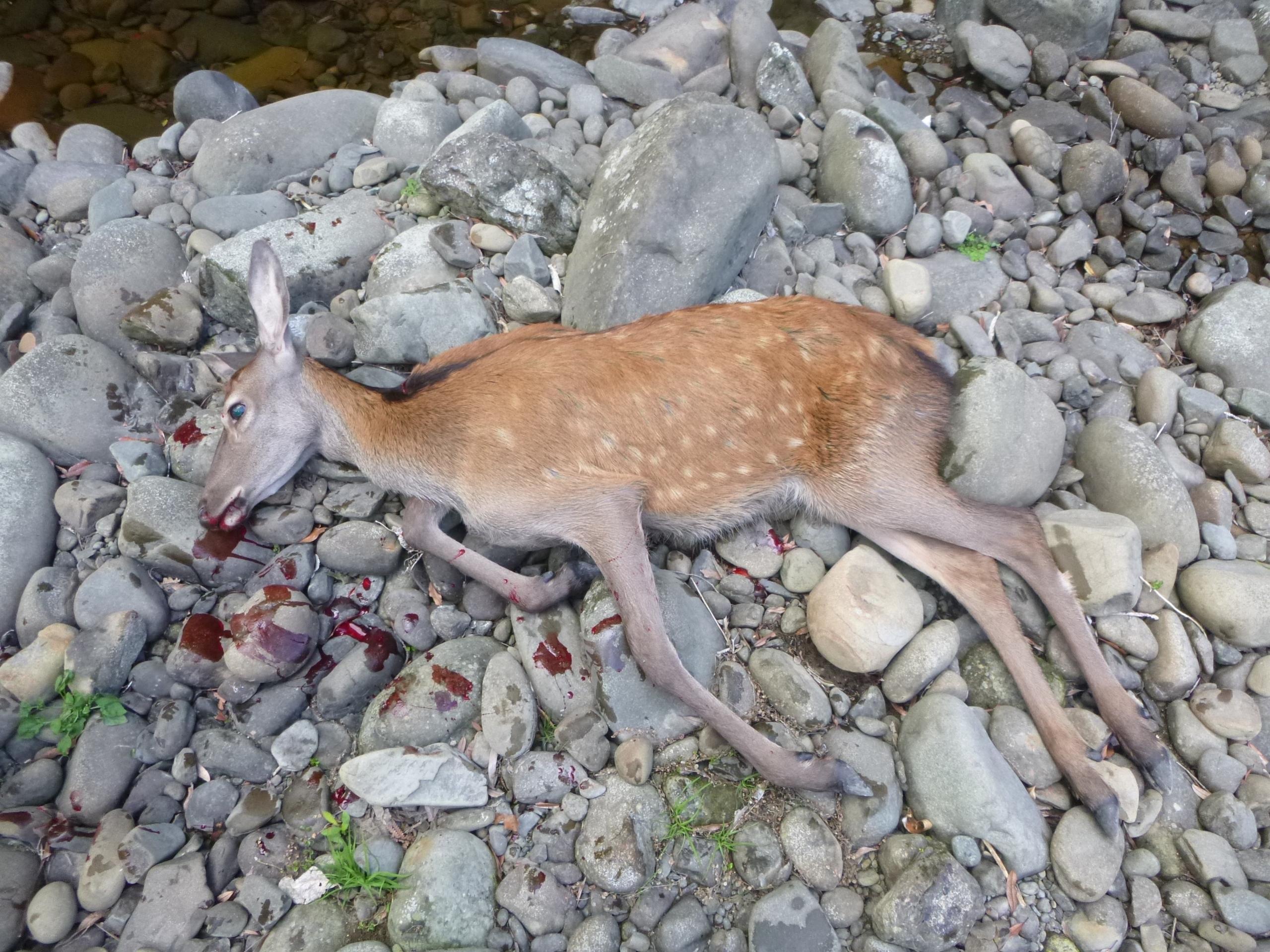 Name:  2 - Young Hind.jpg
Views: 927
Size:  698.5 KB