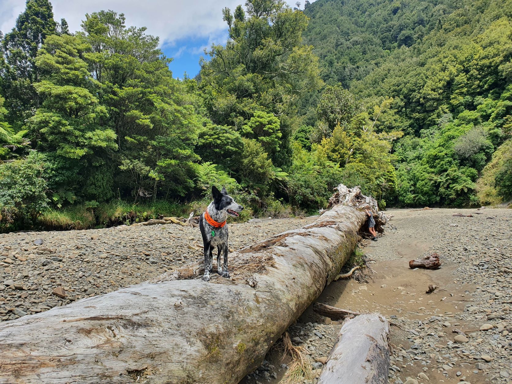 Name:  Big Flood logs - Day one.jpg
Views: 745
Size:  749.3 KB