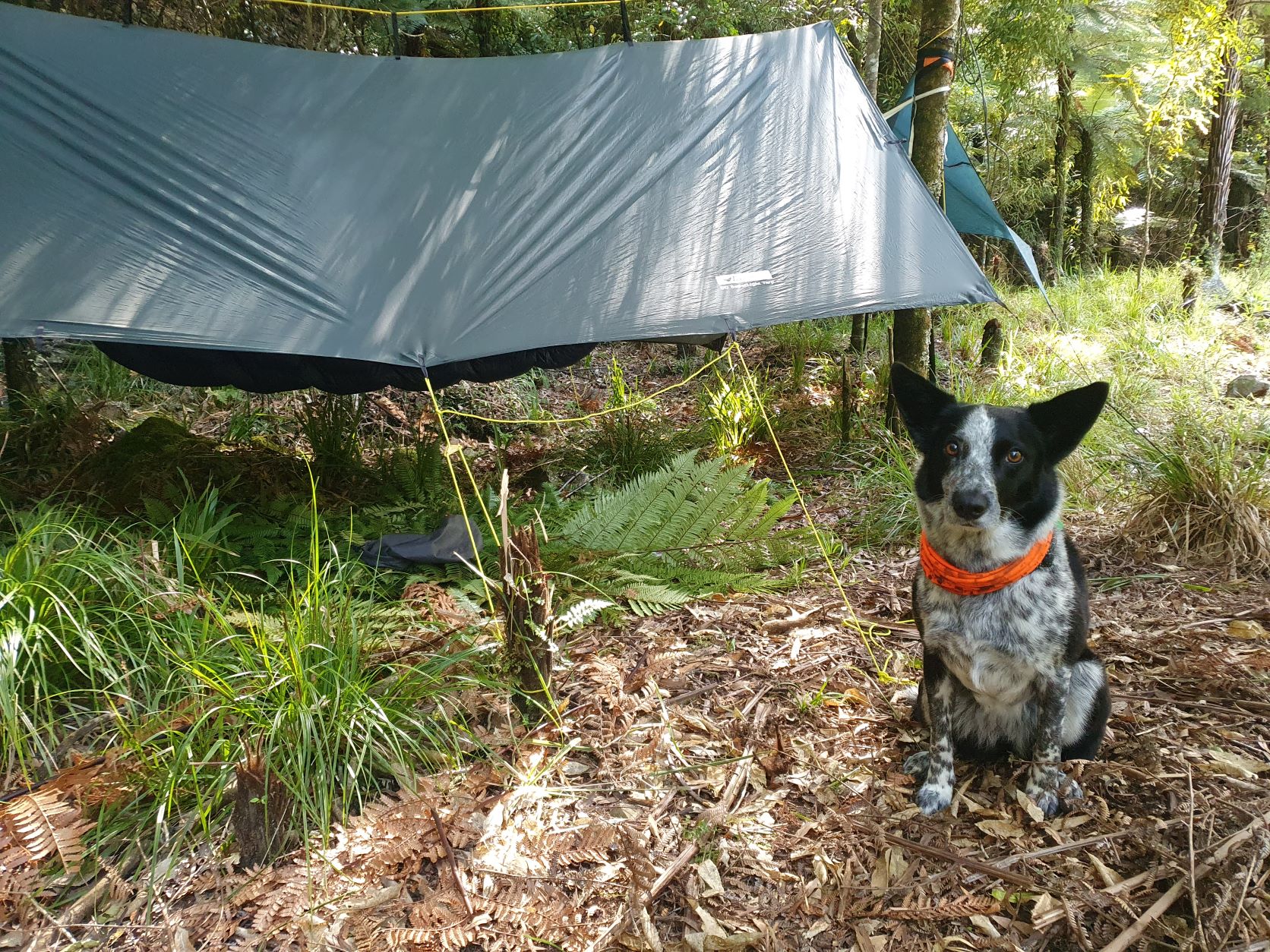 Name:  hammock camp day one.jpg
Views: 616
Size:  709.8 KB