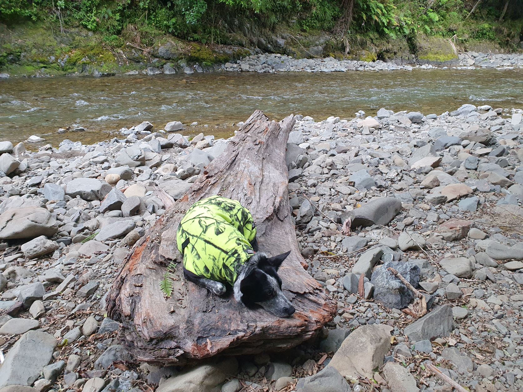 Name:  tired dog on log day two.jpg
Views: 643
Size:  701.3 KB