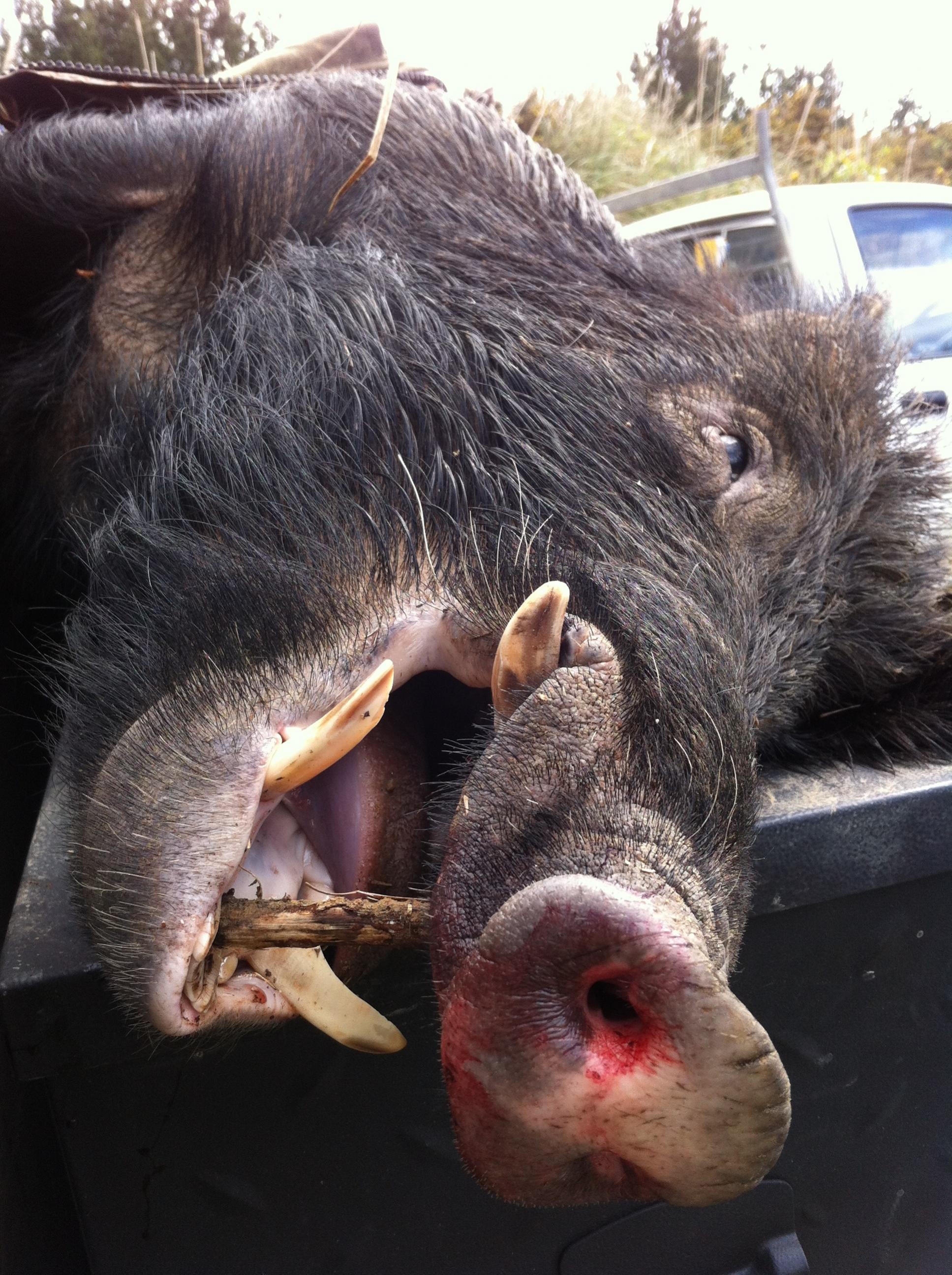 Name:  Bailpig.jpg
Views: 478
Size:  714.9 KB