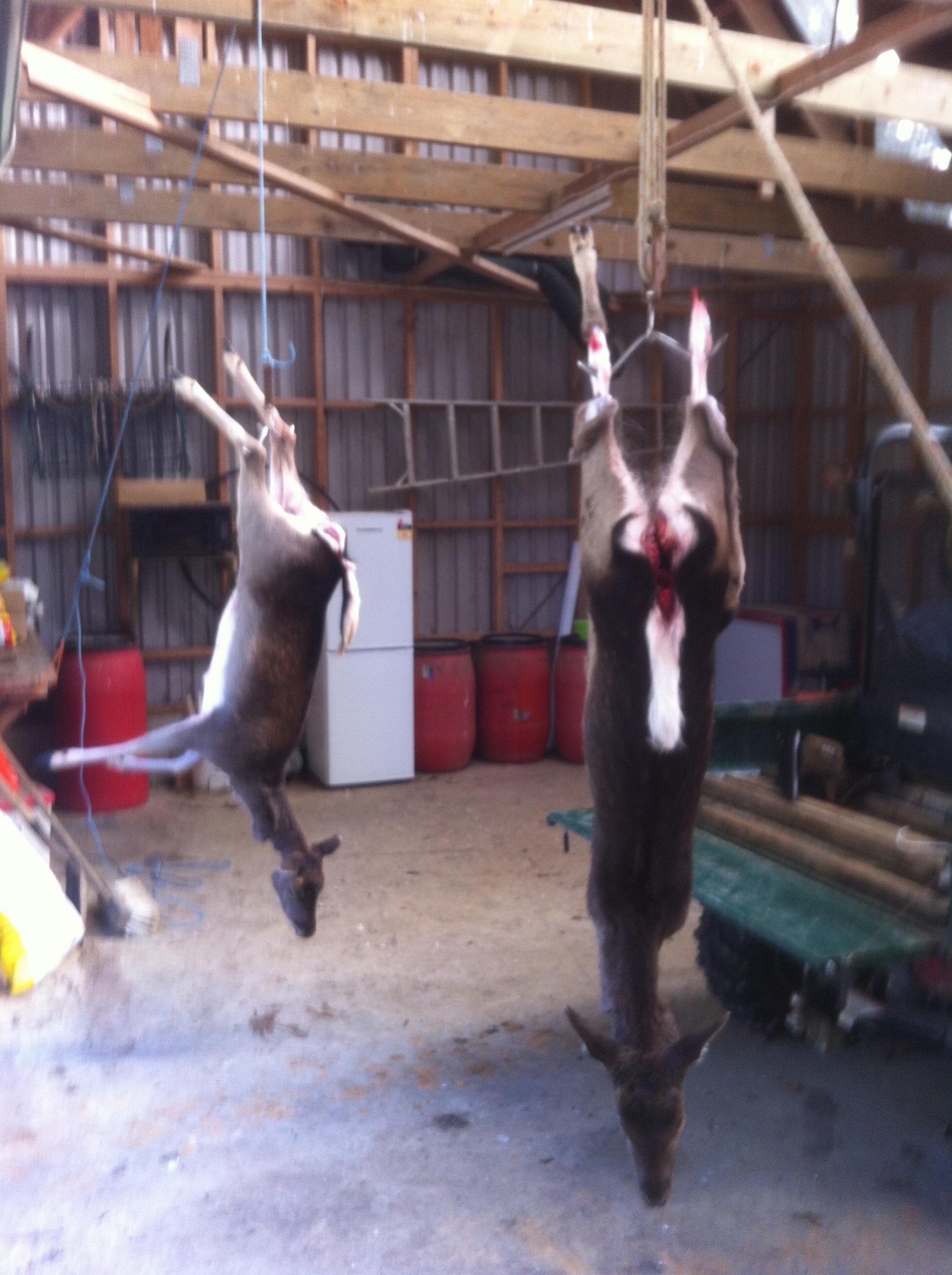 Name:  Deer..jpg
Views: 408
Size:  477.5 KB
