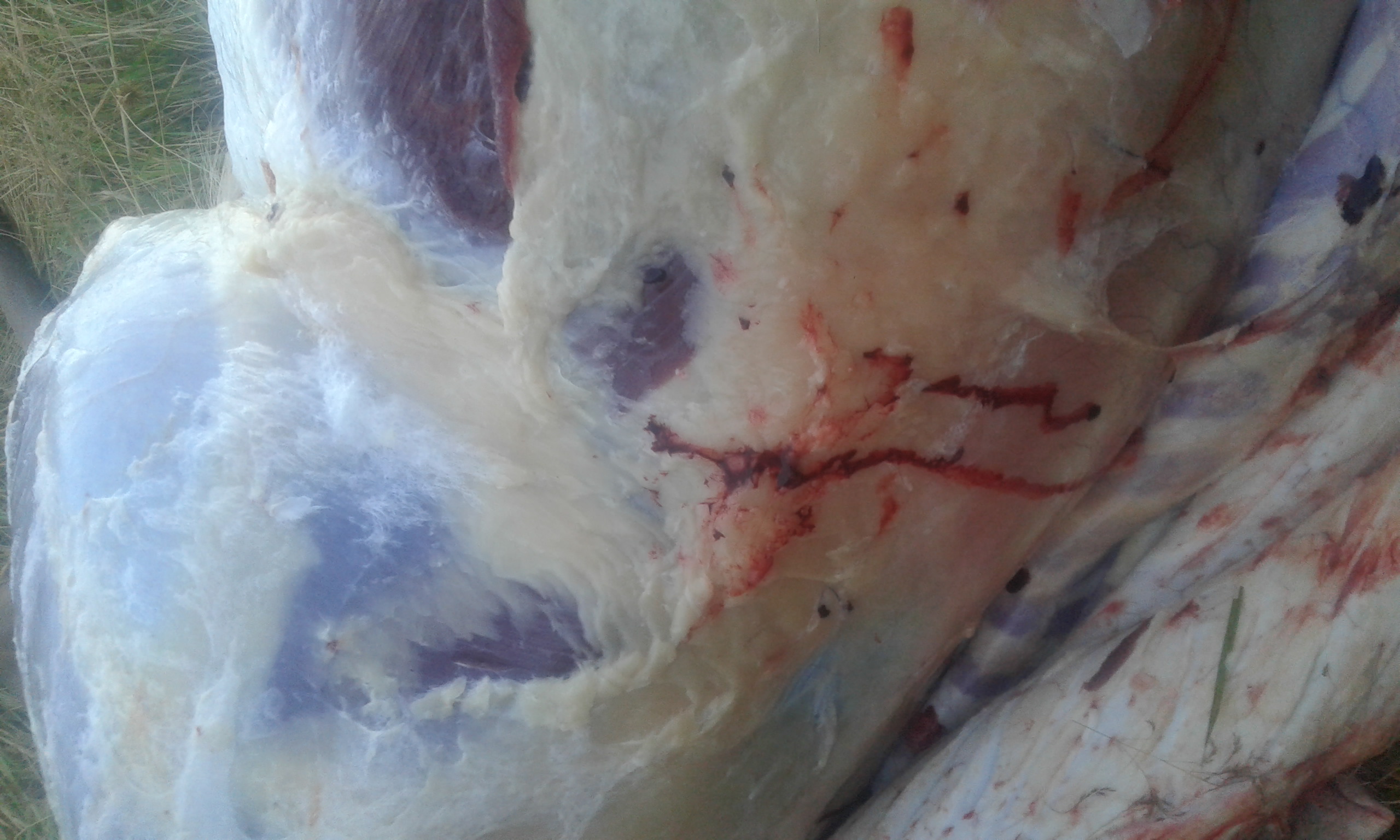 Name:  20230217_195705.jpg
Views: 464
Size:  601.2 KB