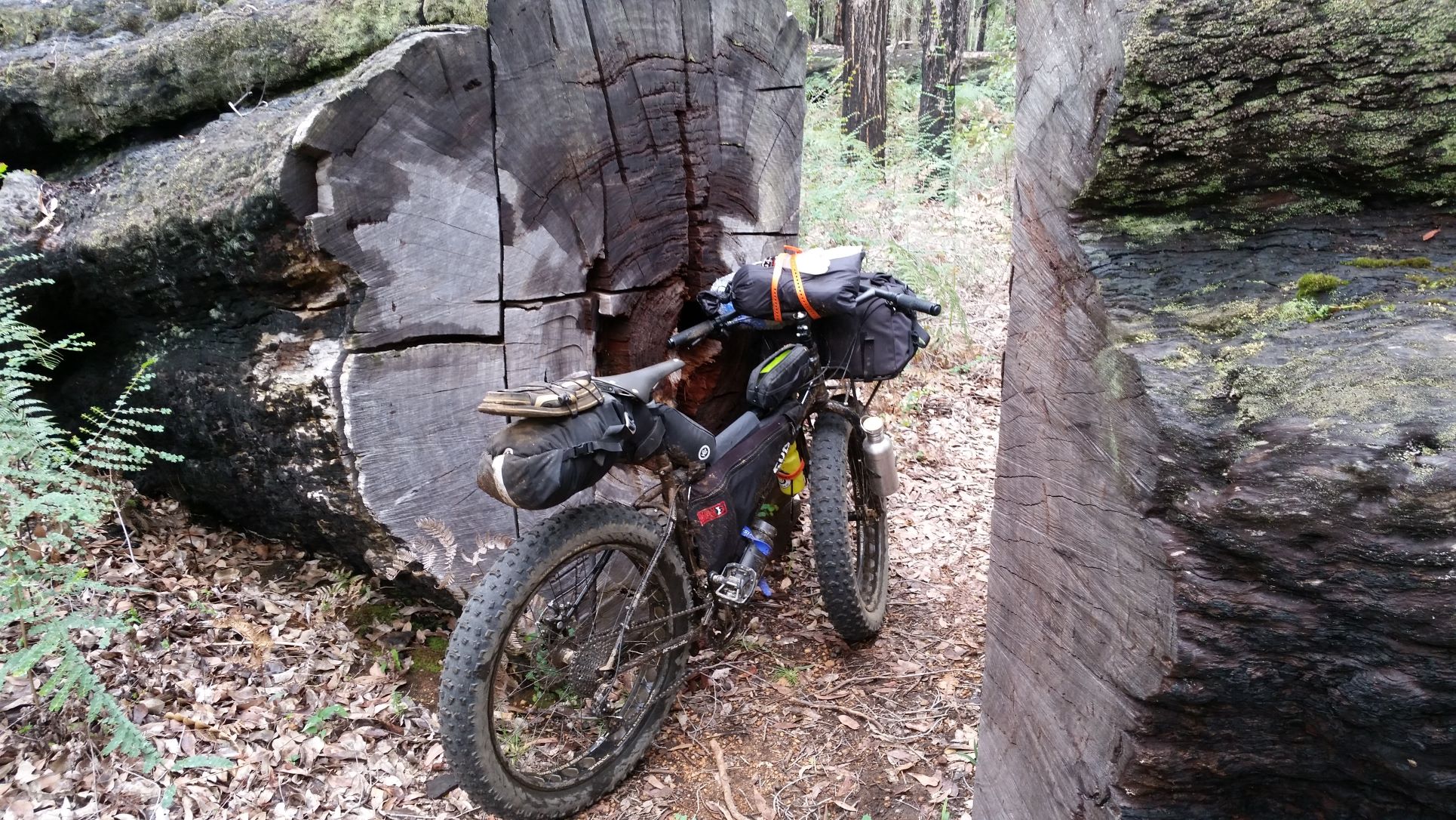 Name:  fat bike.jpg
Views: 330
Size:  615.9 KB