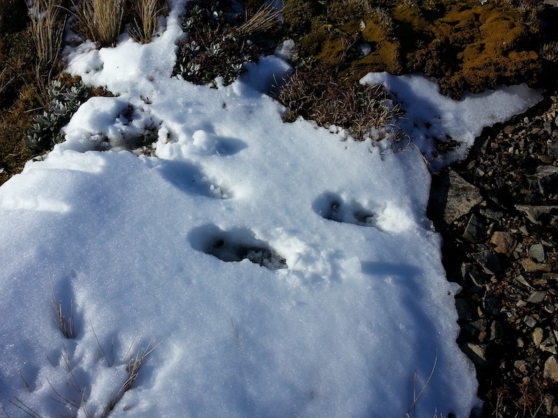 Name:  Deer prints on Ruahine tops 800.jpeg
Views: 788
Size:  281.2 KB