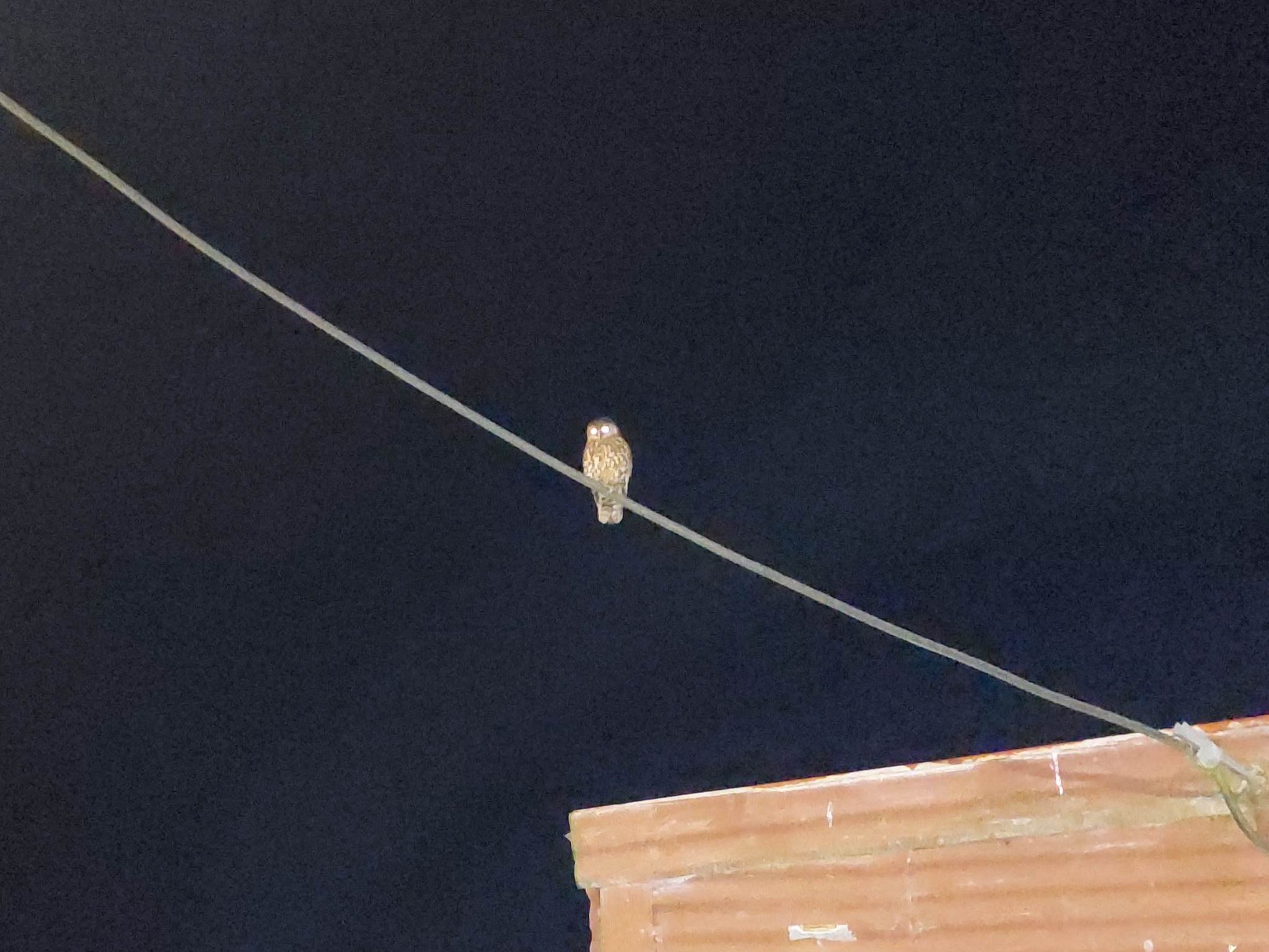 Name:  morepork.jpg
Views: 451
Size:  311.6 KB