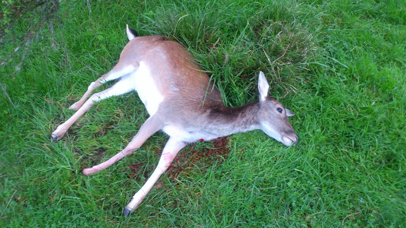 Name:  1st Deer.JPG
Views: 305
Size:  238.8 KB