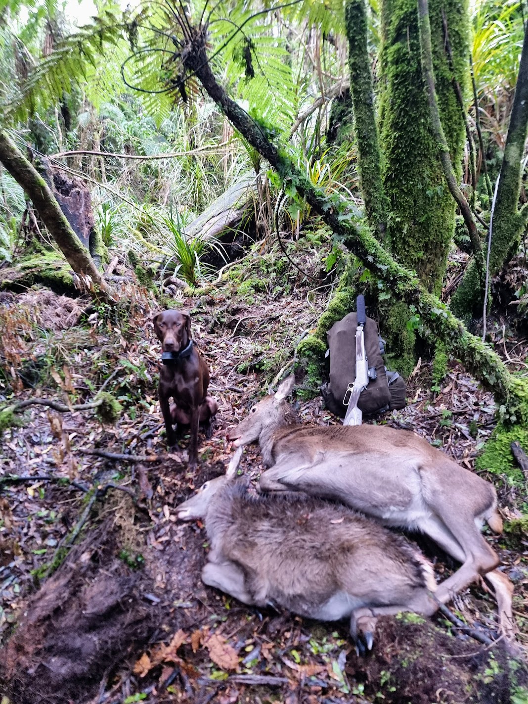 Name:  2 deer.jpg
Views: 863
Size:  609.3 KB