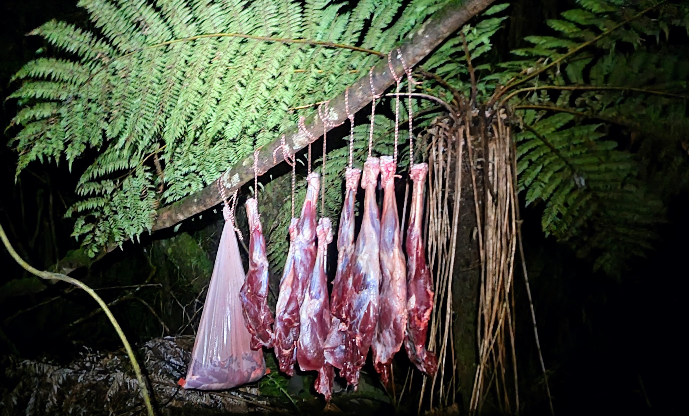 Name:  meat.jpg
Views: 802
Size:  616.2 KB