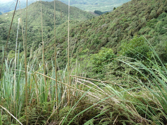 Name:  picture 3521.jpg
Views: 982
Size:  165.2 KB