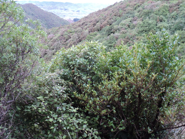 Name:  picture 3528.jpg
Views: 1053
Size:  164.9 KB