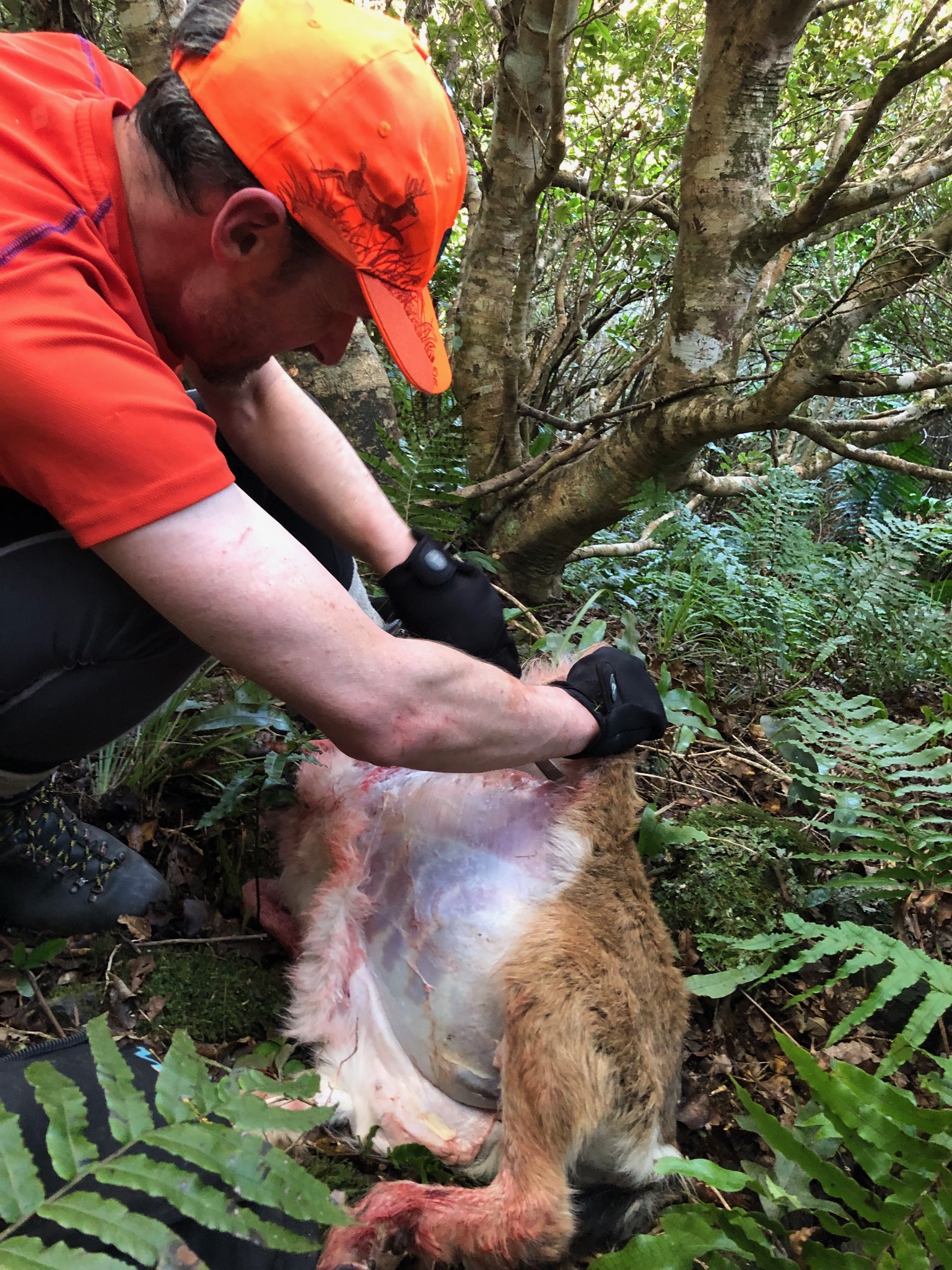 Name:  Goat skinning2.JPG
Views: 516
Size:  1.16 MB