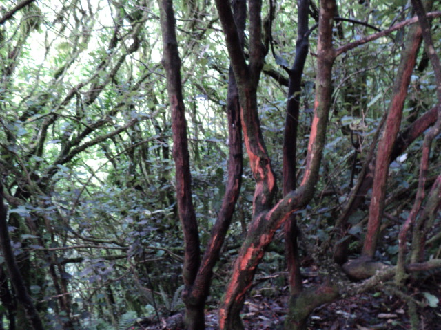 Name:  picture 3570.jpg
Views: 269
Size:  164.4 KB
