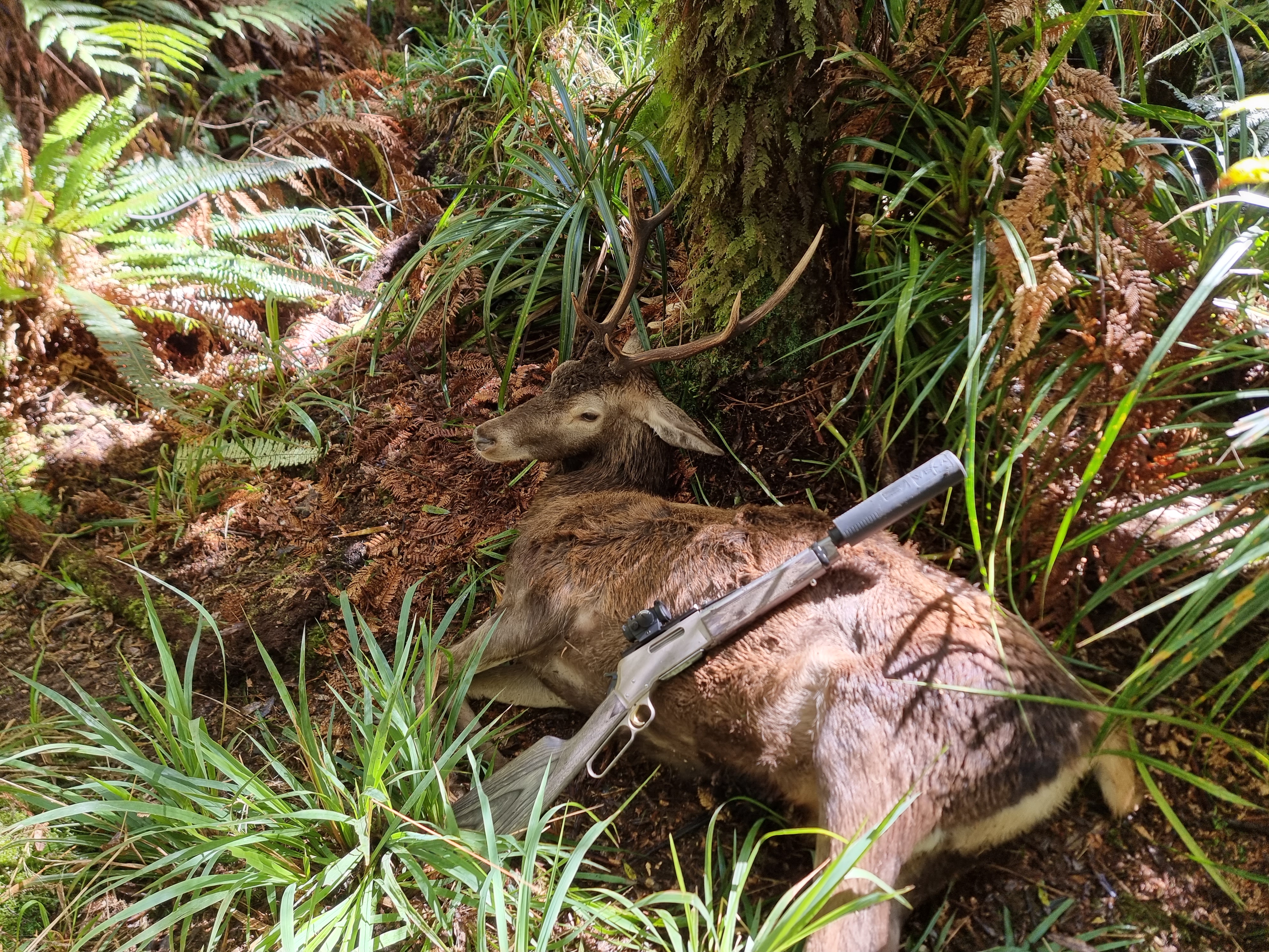 Name:  Stag.jpg
Views: 597
Size:  5.31 MB