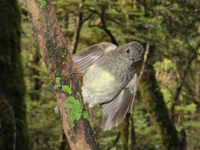 Name:  IMG_0420.JPG
Views: 534
Size:  103.6 KB