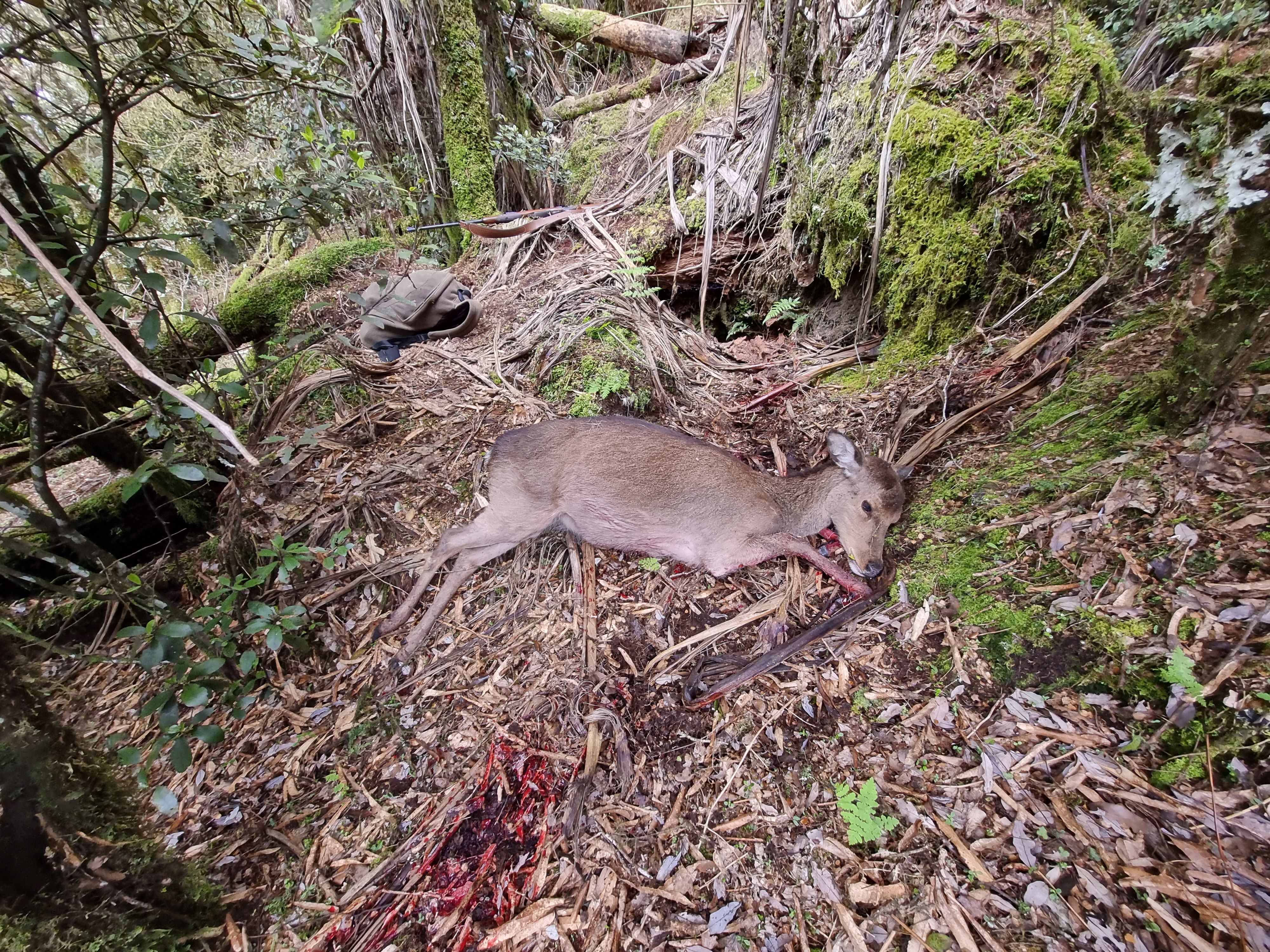 Name:  Deer.jpg
Views: 583
Size:  2.94 MB