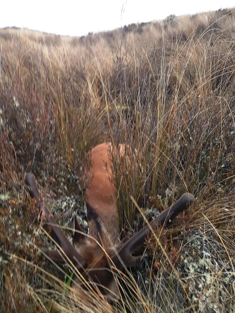 Name:  Hidden stag 2.jpg
Views: 528
Size:  178.0 KB