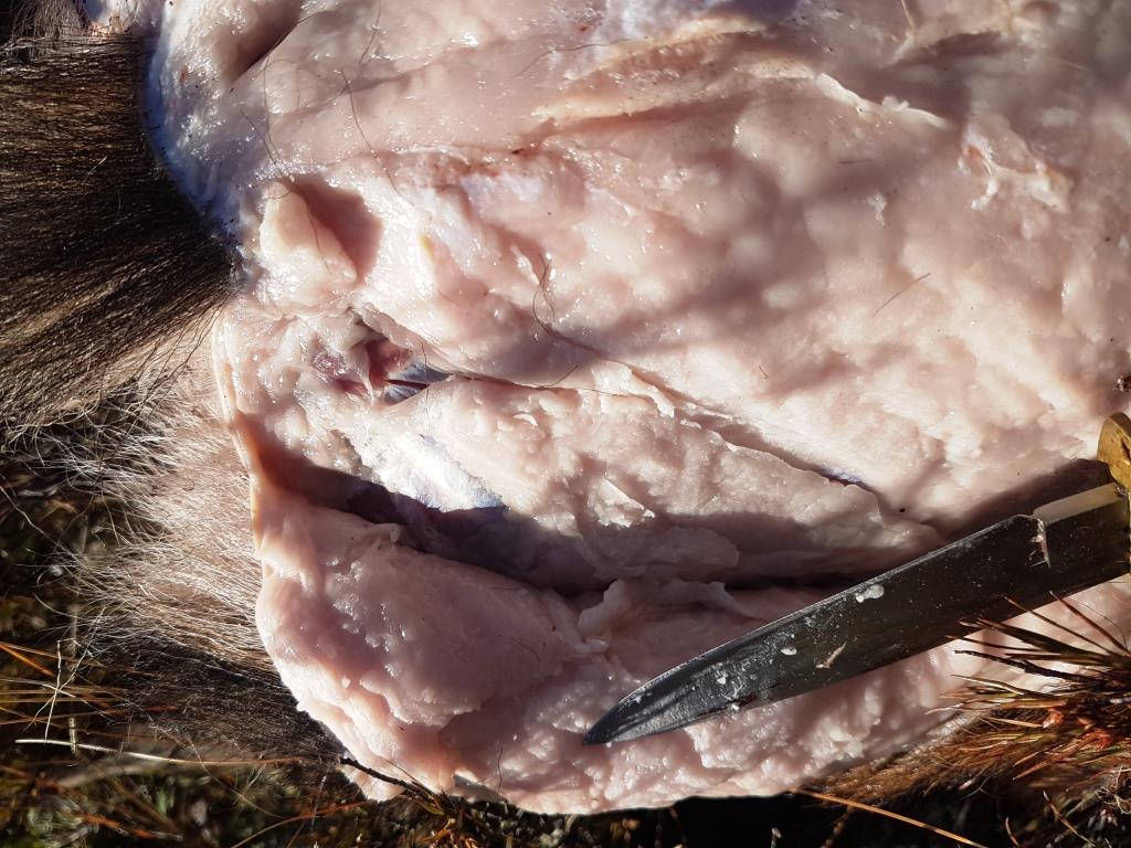 Name:  Fat sika hindquarters.jpg
Views: 524
Size:  138.4 KB