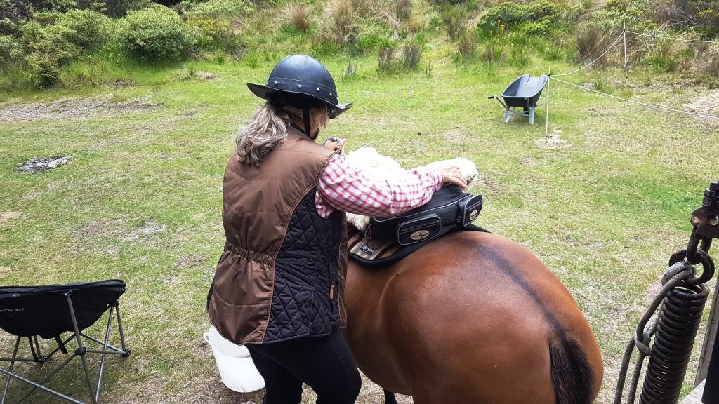 Name:  Horse.jpg
Views: 513
Size:  161.5 KB