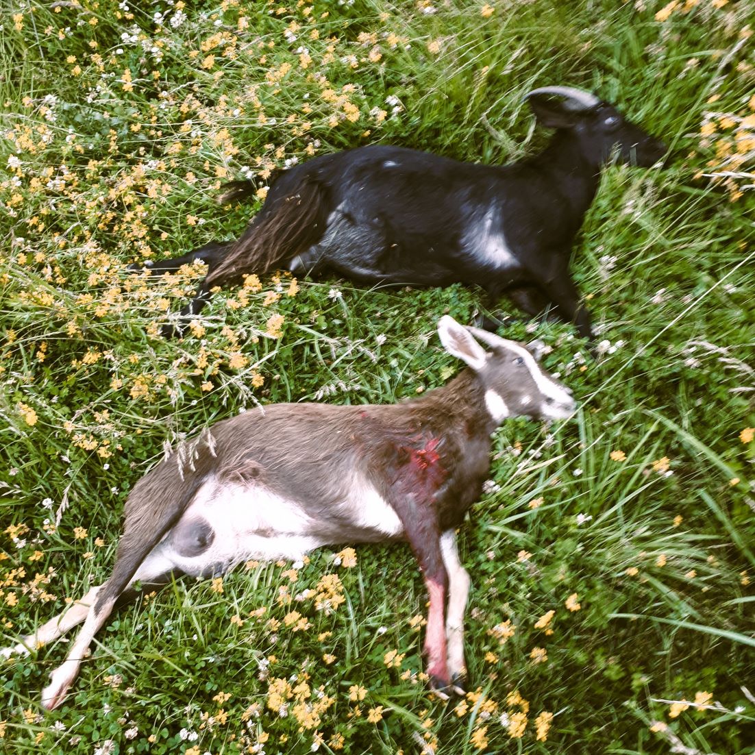 Name:  Meat animals small.jpg
Views: 596
Size:  396.8 KB