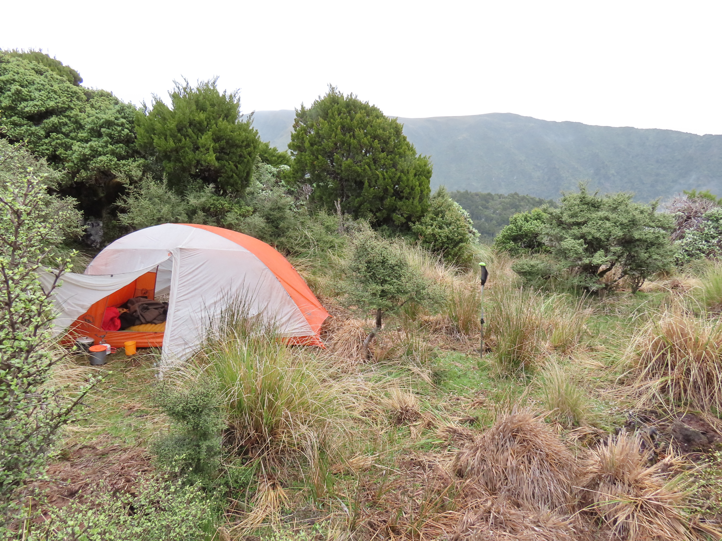 Name:  Rangi tops 24 008.JPG
Views: 836
Size:  2.71 MB