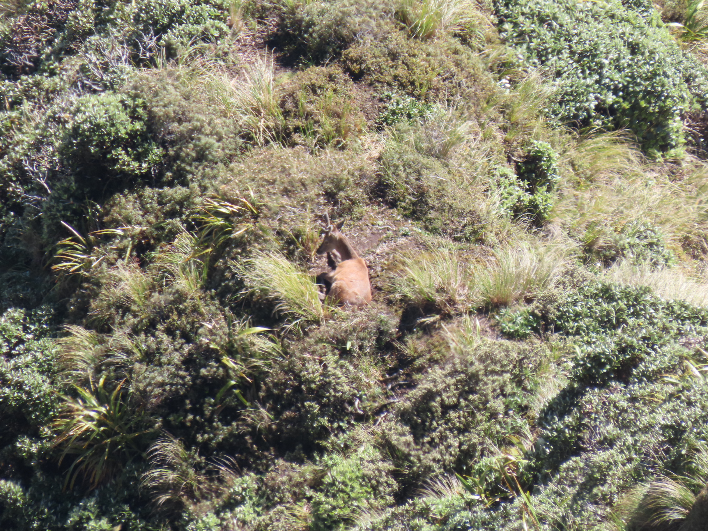 Name:  Rangi tops 24 020.JPG
Views: 823
Size:  3.41 MB