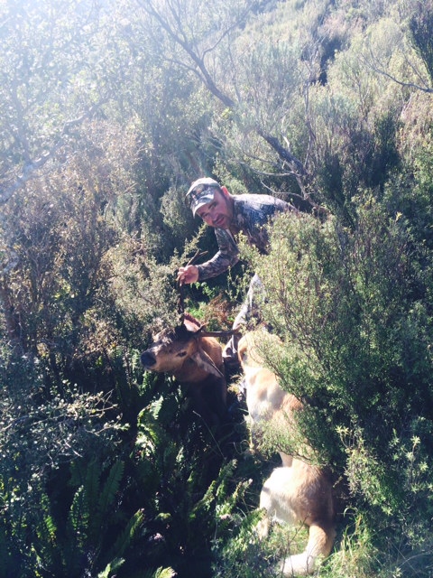 Name:  mr stag 1.jpeg
Views: 830
Size:  144.3 KB