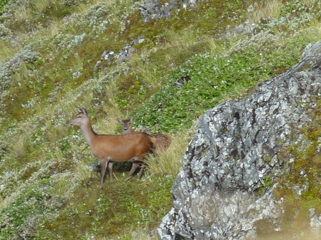 Name:  41a Tarn Bivvy Ruahine's 26-02-2012.JPG
Views: 576
Size:  173.6 KB