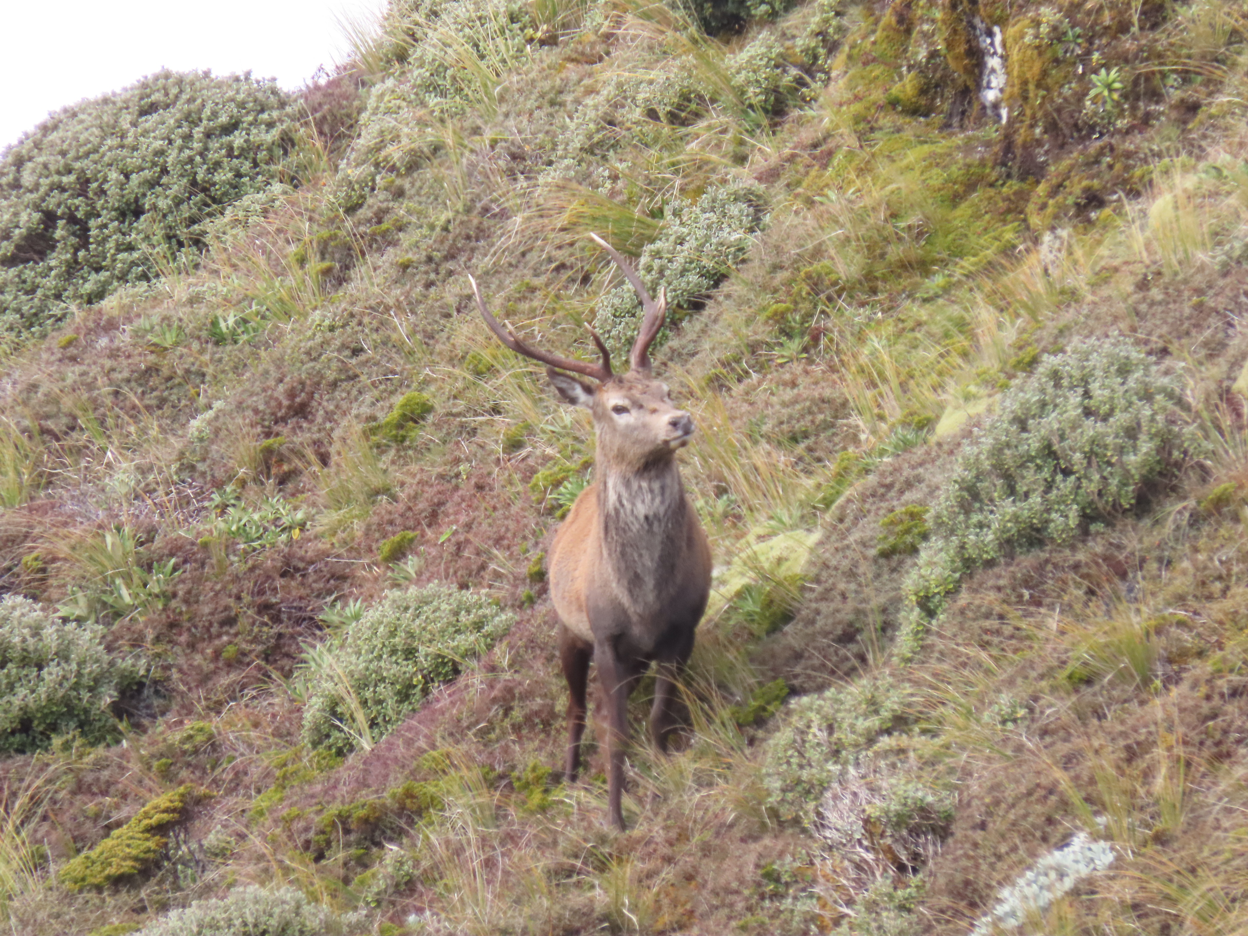 Name:  roar  and stag 24 043.JPG
Views: 653
Size:  2.53 MB