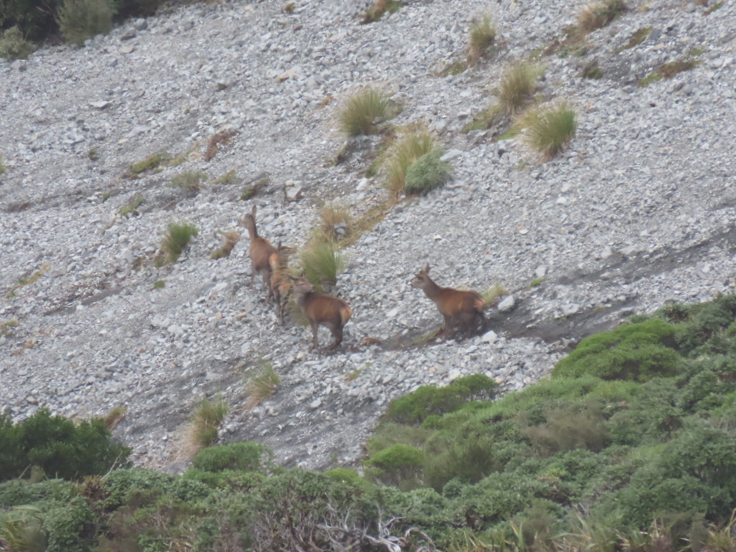 Name:  roar  and stag 24 027.JPG
Views: 634
Size:  2.11 MB