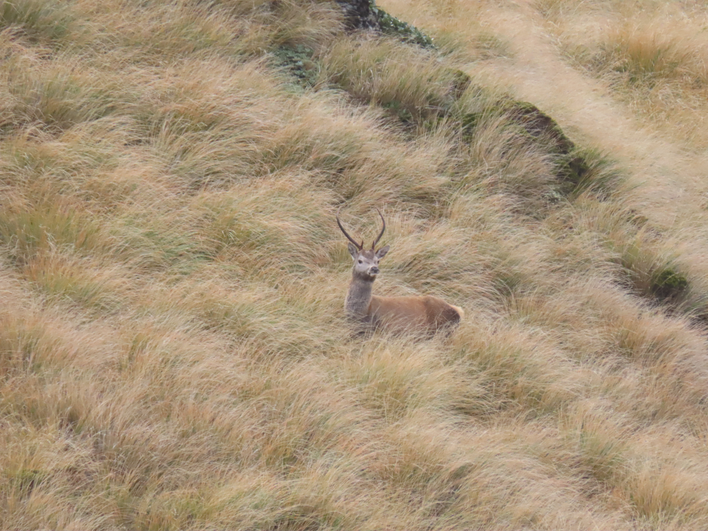 Name:  roar  and stag 24 014.JPG
Views: 638
Size:  2.11 MB