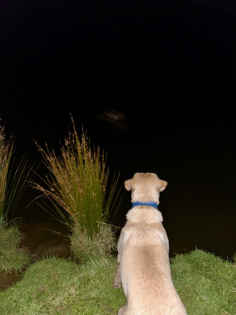 Name:  IMG_0233.jpg
Views: 363
Size:  92.9 KB