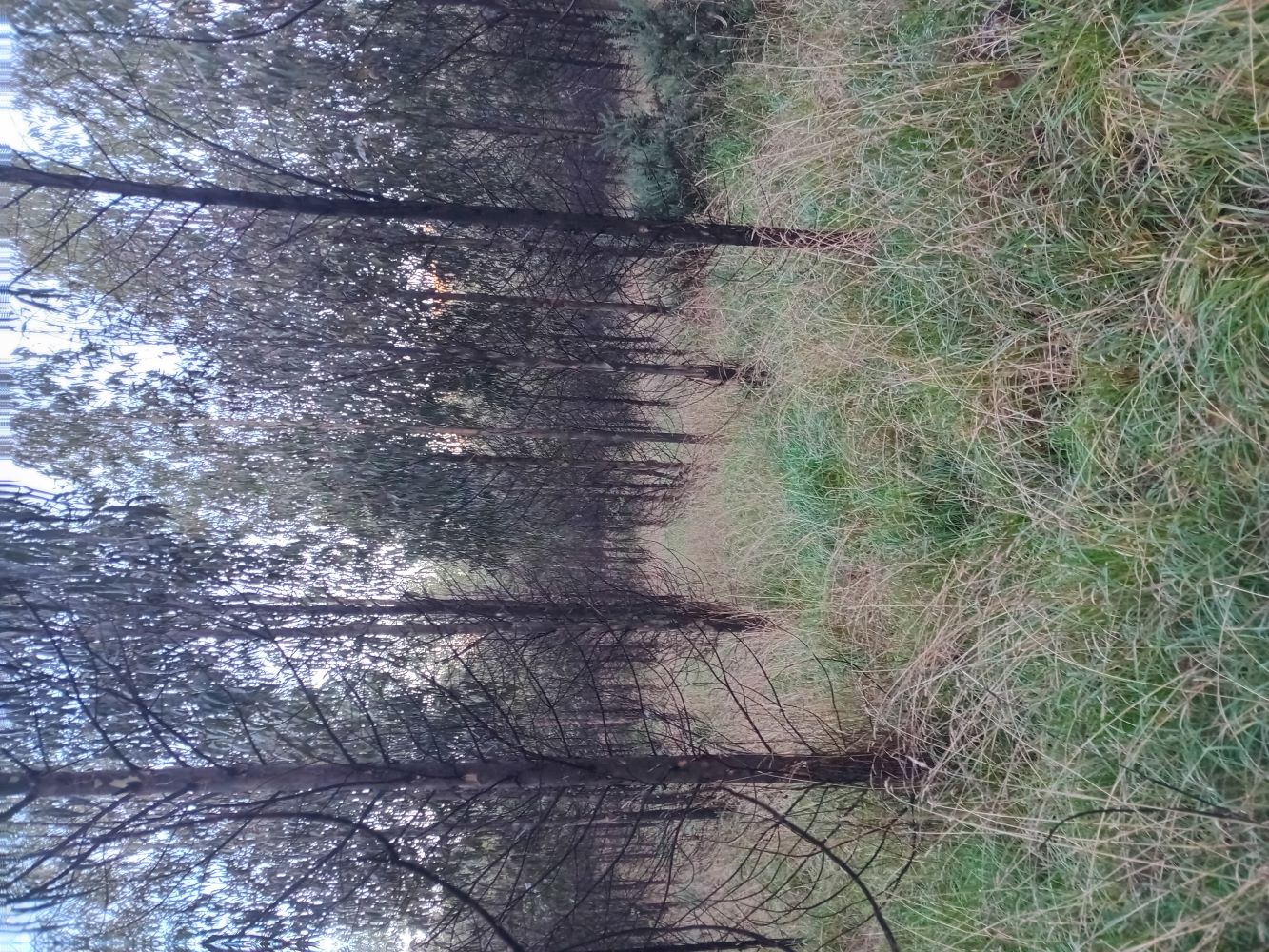 Name:  bush.jpg
Views: 351
Size:  402.8 KB