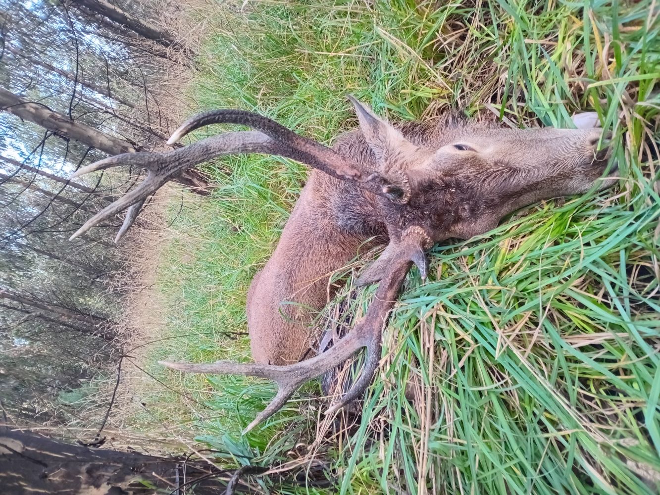 Name:  stag (3).jpg
Views: 346
Size:  432.7 KB