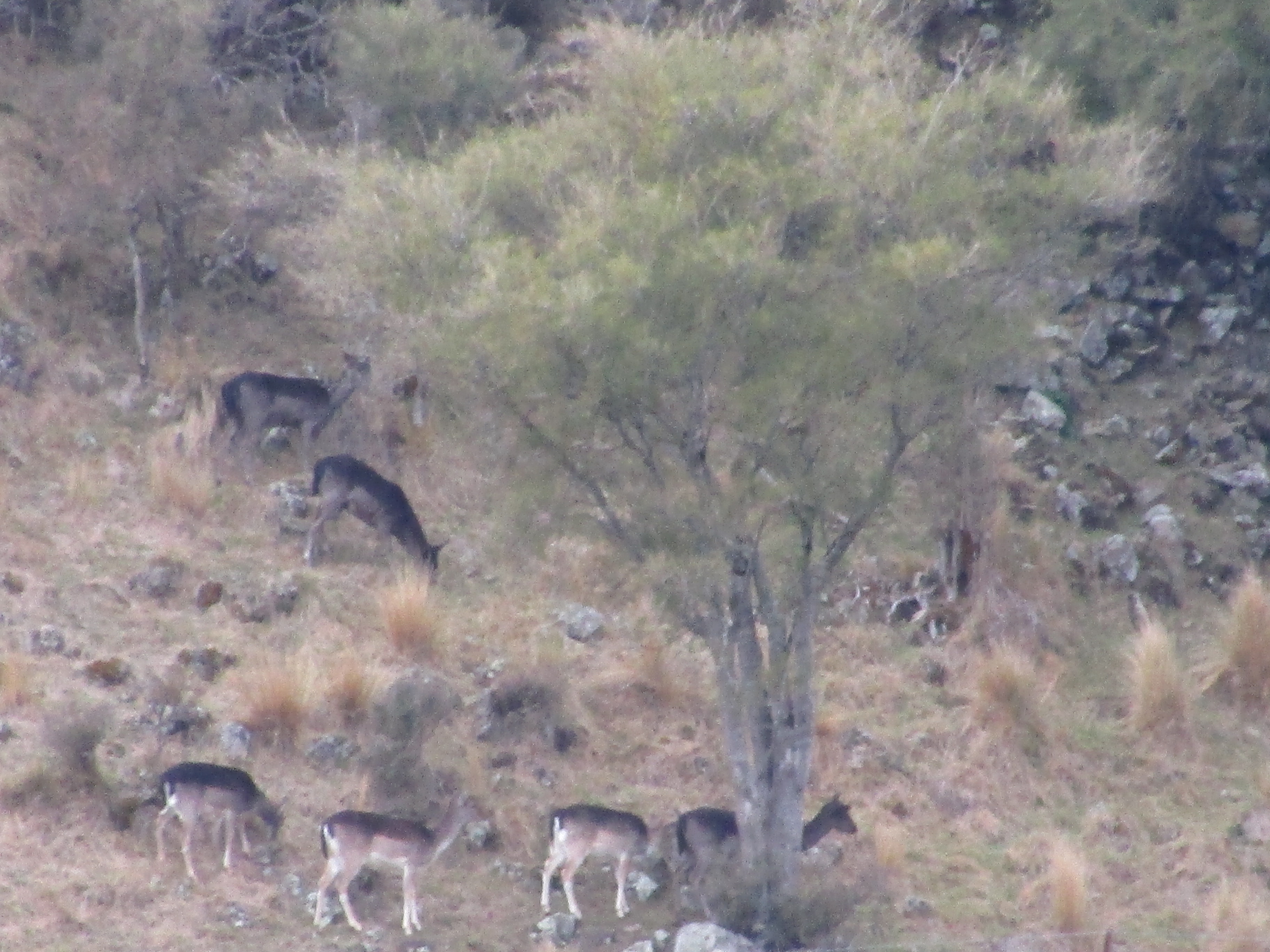 Name:  IMG_0879.JPG
Views: 70
Size:  2.53 MB